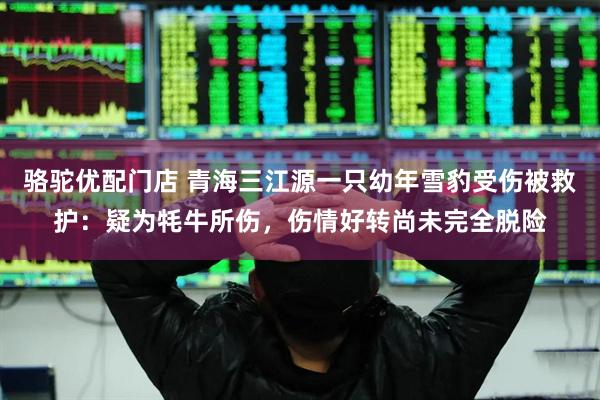 骆驼优配门店 青海三江源一只幼年雪豹受伤被救护：疑为牦牛所伤，伤情好转尚未完全脱险